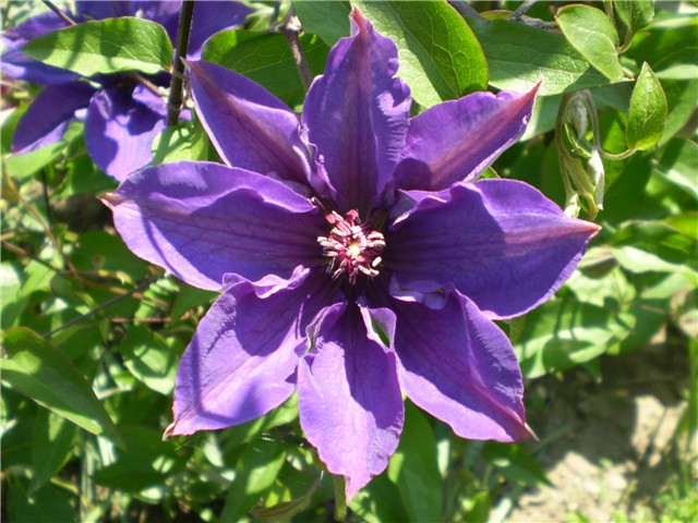 clematis